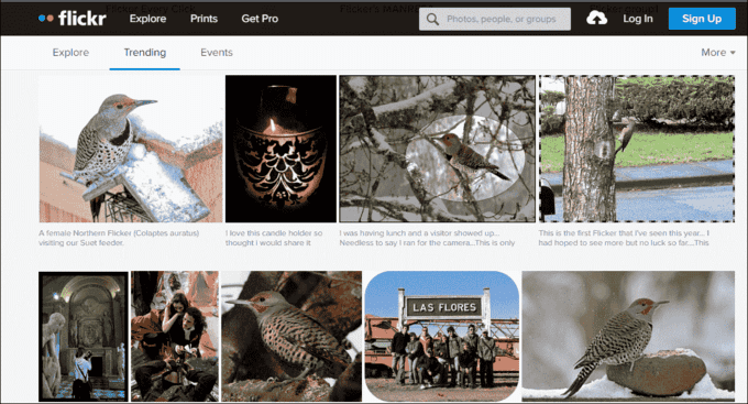 Flickr Website Royalty Free Images And Copyright Free Images 